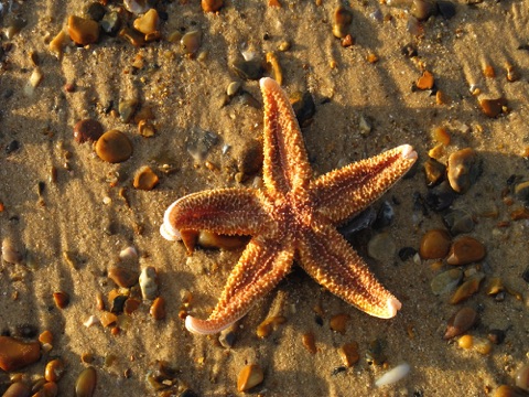 Cley beach starfish